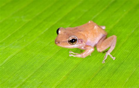 The Enchanting Coquí: A Symbol of Puerto Rico