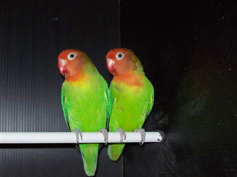 The Enchanting Diversity of Lovebirds: Unveiling the Splendor of Agapornis