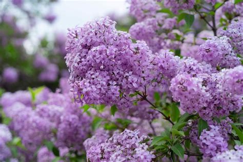 The Enchanting Dreamscape of Lilac Blossoms: Unlocking Their Hidden Meaning