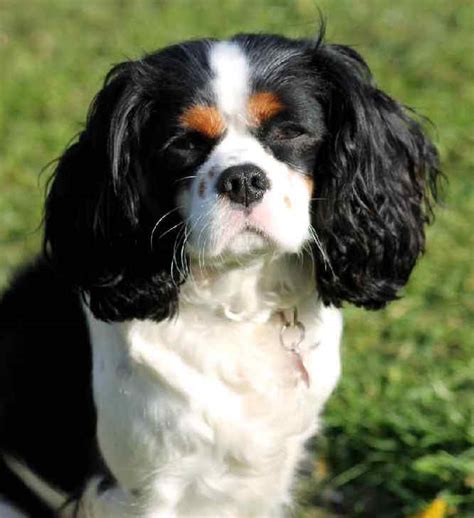 The Enchanting English Toy Spaniel: A Guide to the Regal Lapdog