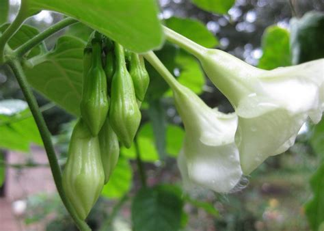 The Enchanting Flor de Loroco: A Culinary and Medicinal Marvel from the Heart of Latin America