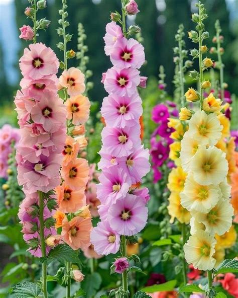 The Enchanting Hollyhock: A Guide to Cultivating, Admiring, and Enjoying