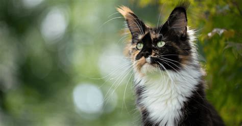 The Enchanting Maine Coon Calico: A Comprehensive Guide