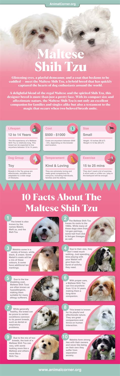 The Enchanting Mix Maltese Shih Tzu: A Complete Guide to Your Faithful Companion