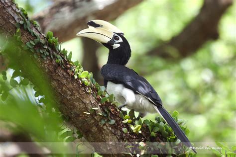 The Enchanting Oriental Pied Hornbill: A Singaporean Icon