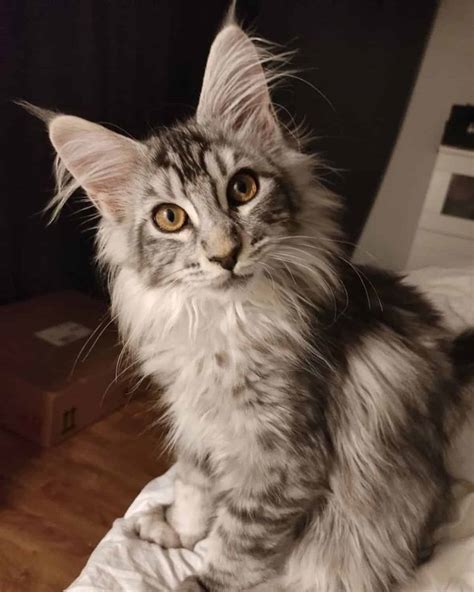 The Enchanting Origin of Main Coon Kittens