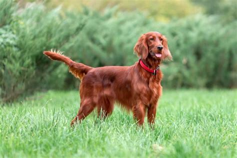 The Enchanting Redwing Irish Setters: A Guide to Their Unique Charm and Unwavering Loyalty