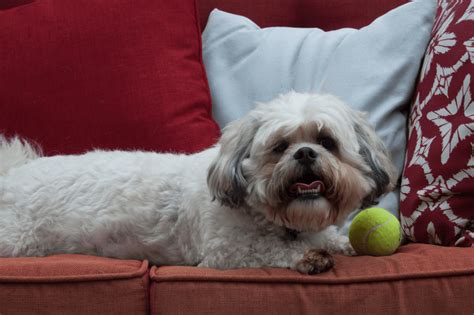 The Enchanting Shih Tzu and Bichon Frise Mix: A Guide to the Ultimate Companion