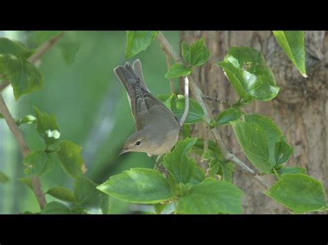 The Enchanting Warbler: A Comprehensive Guide to Sylvia