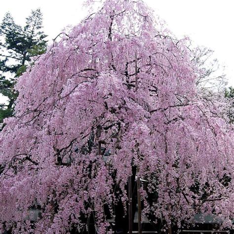 The Enchanting Weeping Cherry Tree: A Symbol of Beauty and Resilience