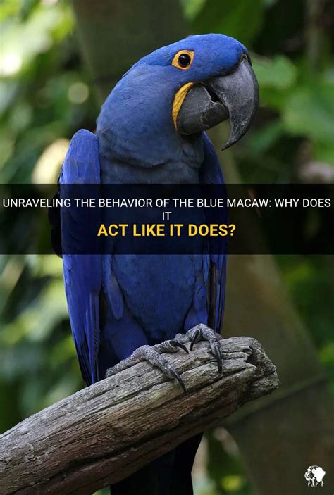 The Enchanting World of Blue Macaws: Unraveling Their Captivating Behaviors