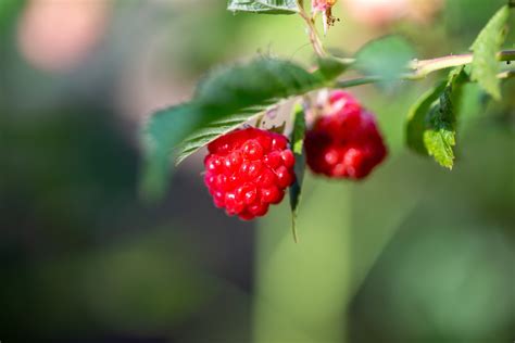 The Enchanting World of Blue Raspberries: A Comprehensive Guide