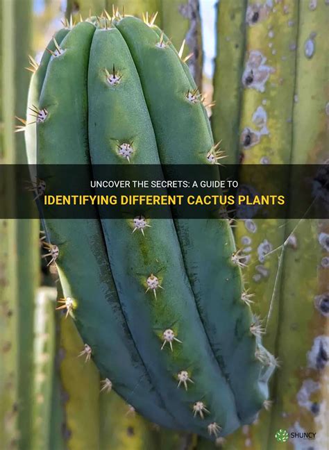 The Enchanting World of Cactus: Uncover the Beauty, Benefits, and Secrets