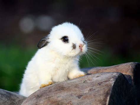 The Enchanting World of Cute Cute Bunnies: A Comprehensive Guide to Cuteness Overload