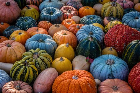 The Enchanting World of Cute Pumpkins: A Comprehensive Guide to All Things Gourd-geous