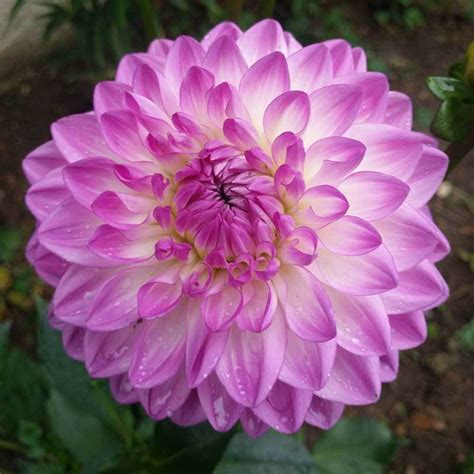 The Enchanting World of Dahlias: A Comprehensive Guide to Bloom and Growth