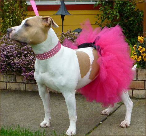 The Enchanting World of Dogs in Tutus: A Guide to Tutu-Wearing Canine Companions