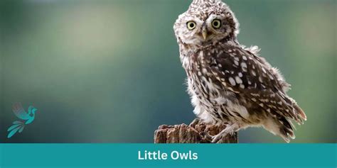 The Enchanting World of Little Sexy Owls: A Comprehensive Exploration