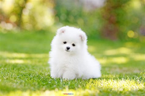 The Enchanting World of Teacup Dogs: Exploring the Pomeranian Pearl