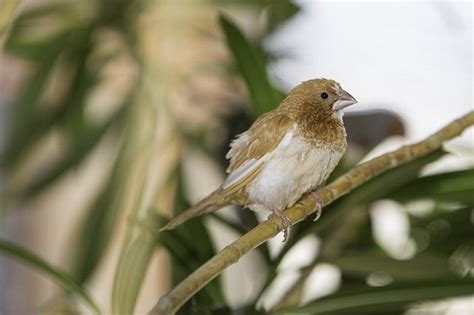 The Endearing World of Society Finches: A Guide to Their Care and Captivation