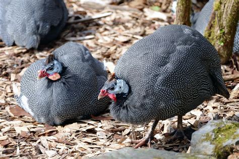 The Enduring Allure of African Guinea Fowl: A Comprehensive Guide