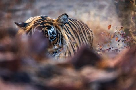 The Enduring Allure of Animal Print
