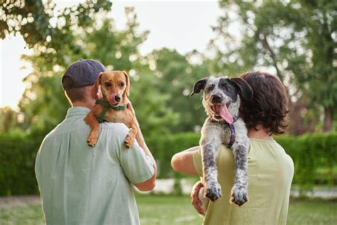 The Enduring Bond: Chicken Dogs and Their Unwavering Companionship