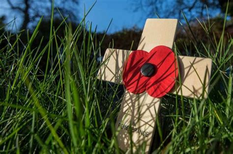 The Enduring Legacy of the Poppy: A Symbol of Remembrance, Hope, and Transformation