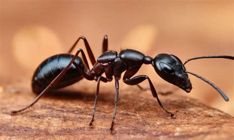 The Enduring Symbolism of the Ant