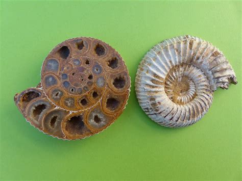 The Enigma of Ammonite Shells