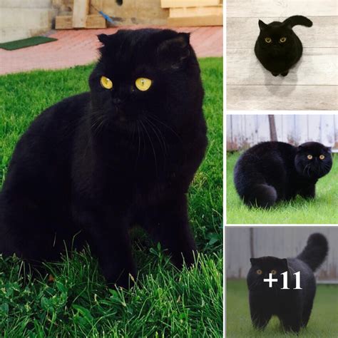 The Enigmatic Allure of Black Cats: Unveiling Folklore, Symbolism, and Care