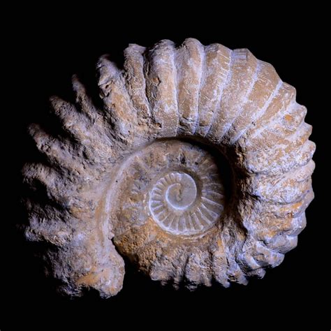 The Enigmatic Beauty of Ammonites