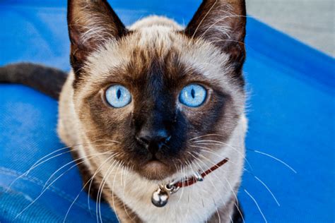 The Enigmatic Bengal Siamese Mix: Unveiling the Secrets of a Hybrid Wonder