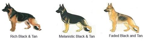 The Enigmatic Black and Tan German Shepherd: A Comprehensive Guide