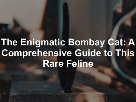 The Enigmatic Bombay Cat: A Comprehensive Guide to Its Captivating Characteristics