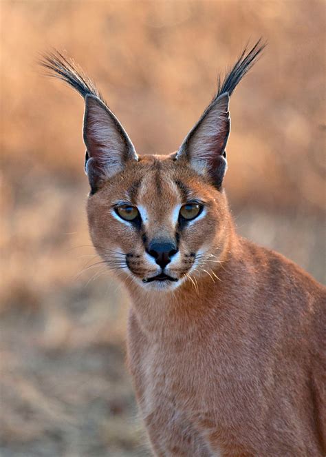 The Enigmatic Caracal: A Comprehensive Guide to the Desert Lynx