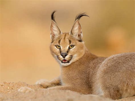 The Enigmatic Caracal: A Majestic Feline in the Heart of Chicago