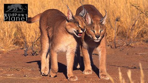 The Enigmatic Caracal: Unveiling the Secrets of a Desert Dweller