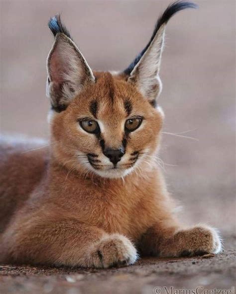 The Enigmatic Caracal Cat: A Comprehensive Guide to the Desert Lynx