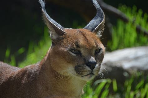 The Enigmatic Caracal Cat: A Majestic Feline in the Heart of Chicago