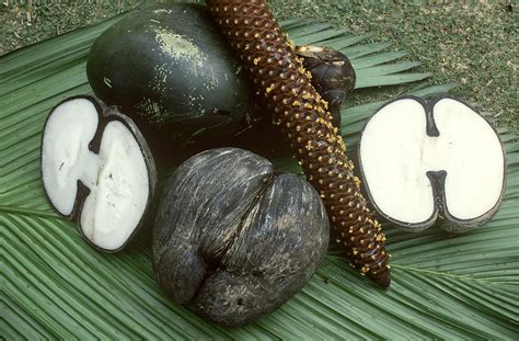 The Enigmatic Coco de Mer: Unveiling the Secrets of the "Love Nut"