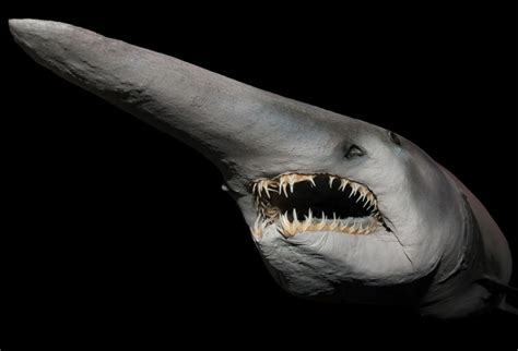 The Enigmatic Dwarf Shark: Unveiling the Secrets of the Deep