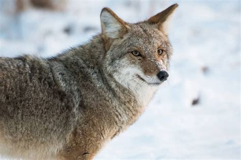 The Enigmatic Kyliekoyote: Unraveling the Mysterious World of the Coyote Spirit