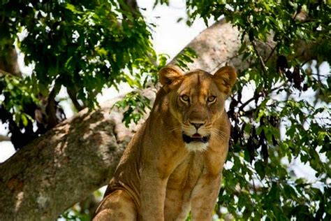 The Enigmatic Nature of Treelions