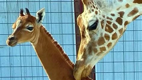 The Enigmatic Nude of a Butternut Giraffe: Unveiling Nature's Masterpiece