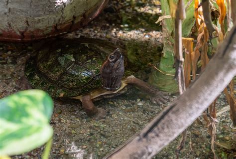 The Enigmatic Petrified Turtle: A Journey Through Time and Stone