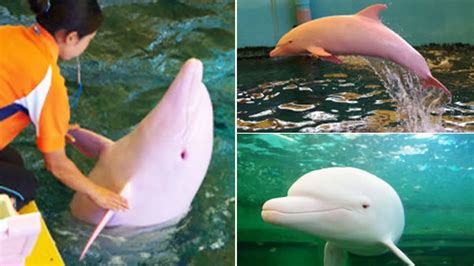 The Enigmatic Pink Dolphins of North Carolina: Exploring a Natural Wonder