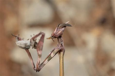 The Enigmatic Pink Mantis: Empusa Fasciata - A Comprehensive Guide