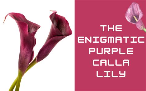 The Enigmatic Purplemilkes: A Comprehensive Exploration