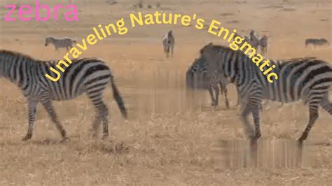 The Enigmatic Spotted Zebra: Unraveling the Secrets of a Captivating Species